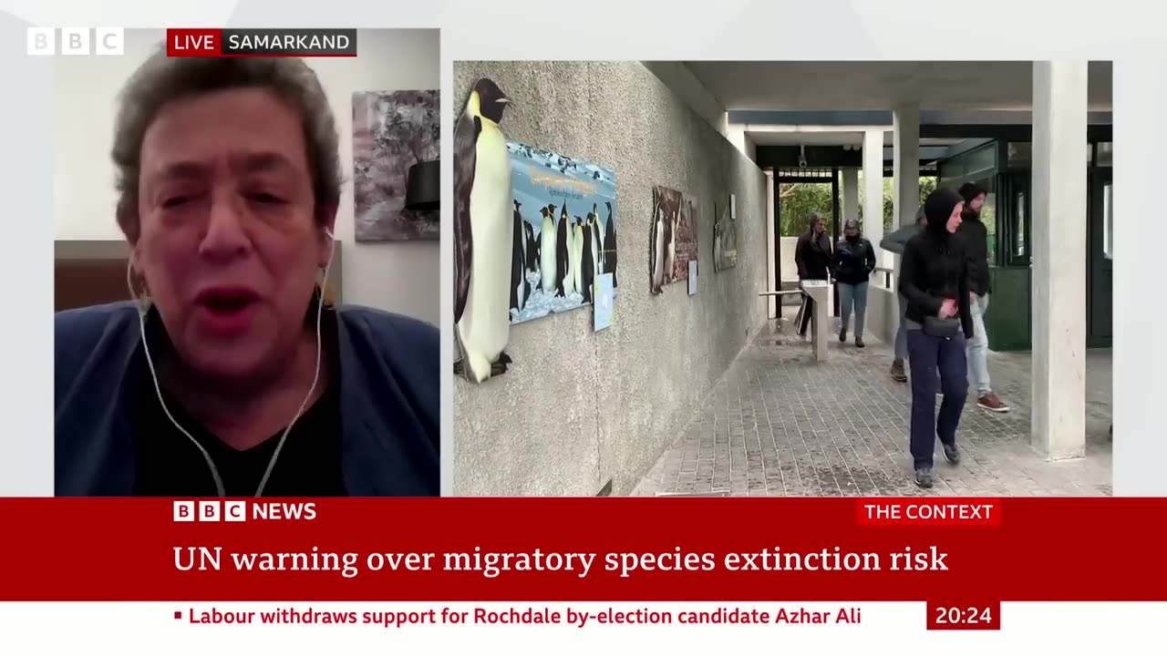 Migrating species crucial to planet underthreat, says UN | BBC News