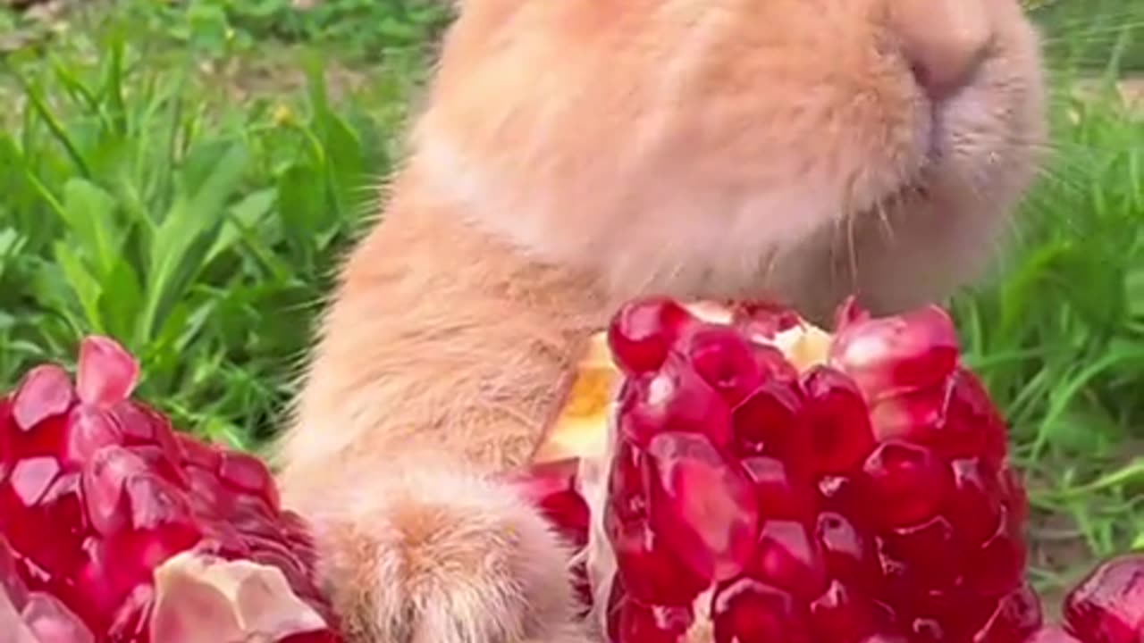 The little bunny eats pomegranate.