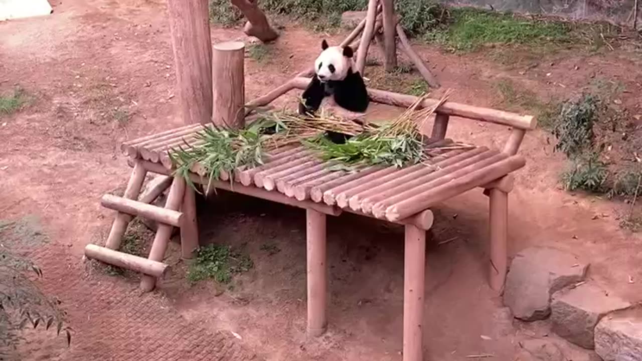 cute panda