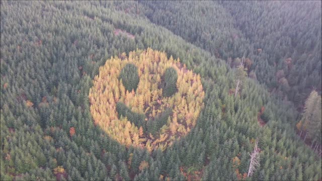 Happy Face in the trees, 11-13-2022
