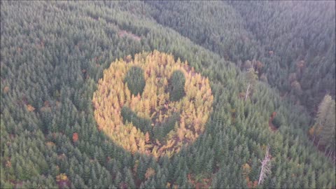 Happy Face in the trees, 11-13-2022