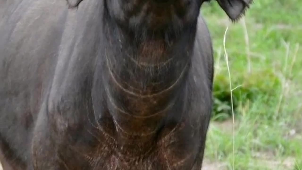 Pets Animals Funny video