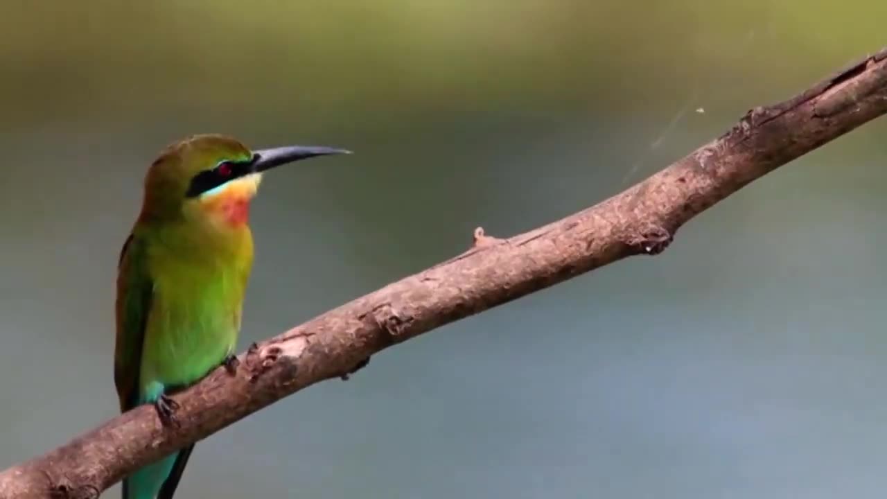 Watch Wildlife HD video in best video compilation