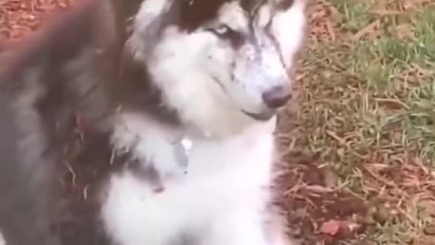 funnyvideos#dog