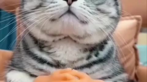 Cat Greetings 🙏🏻🙏🏻🦊