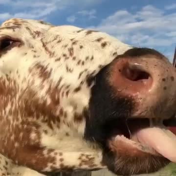 Pets, cats, dogs, and much more.