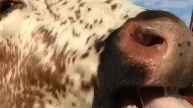 Pets, cats, dogs, and much more.