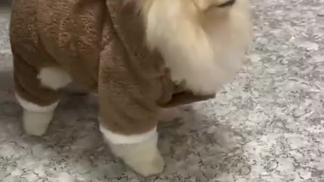 #funny #funnyvideos #foryou #fyp #foryoupage #funnyanimals #dog