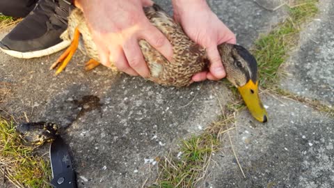How to Save a Duck Foot