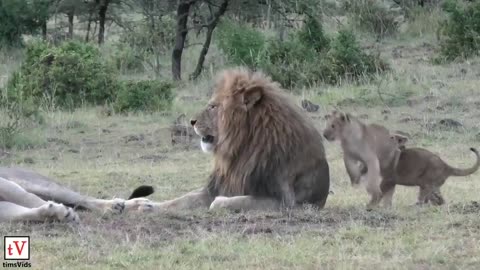 Lion and his cubs