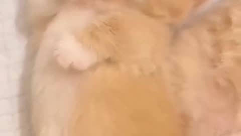 #cat#cat
