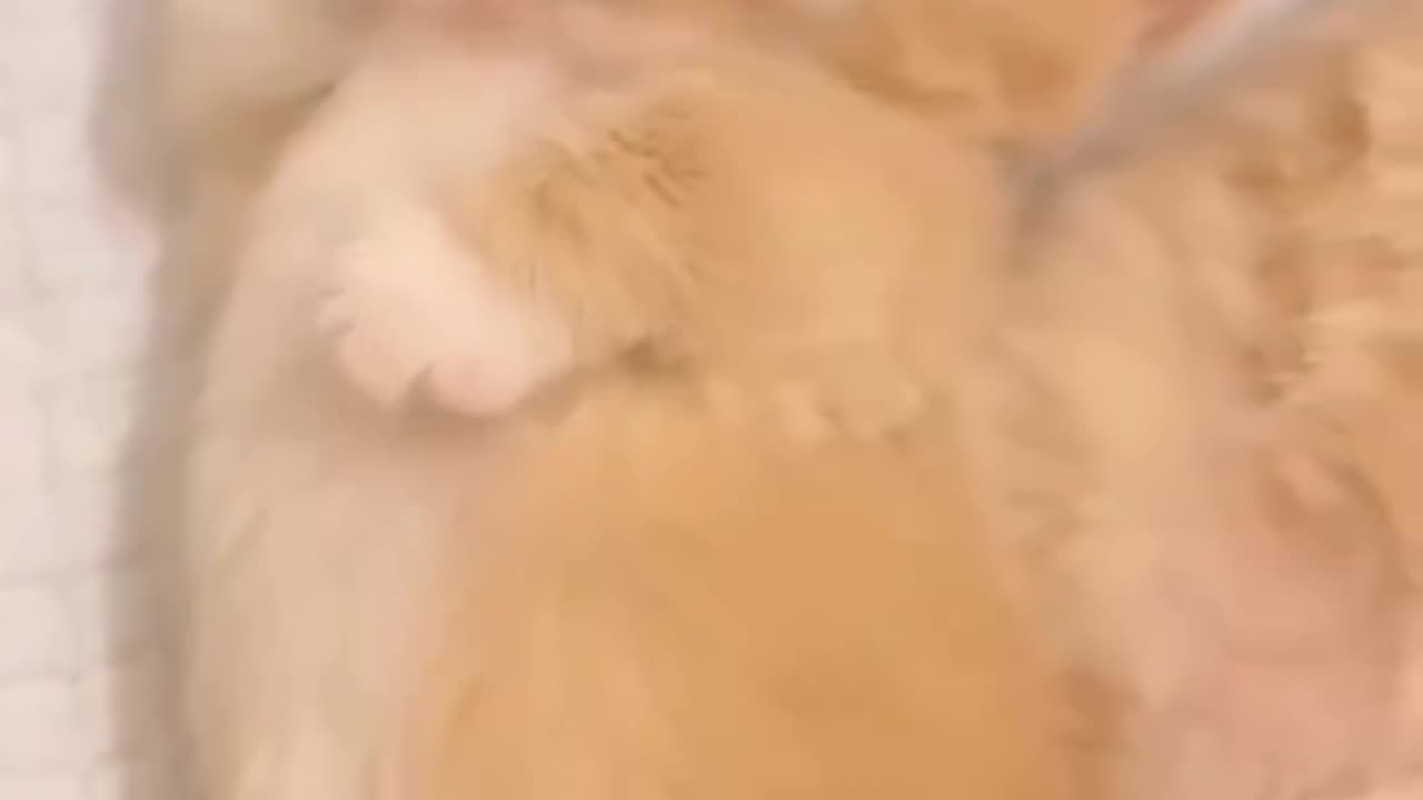 #cat#cat