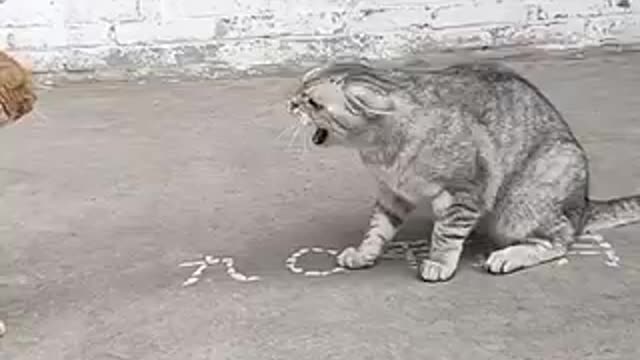 Cat Reaction