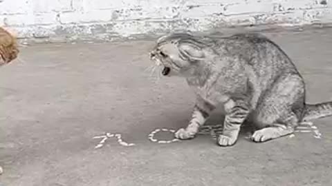 Cat Reaction
