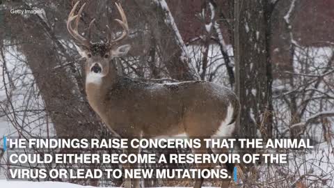 Scientists find 1st deer infected with omicron variant in New York City