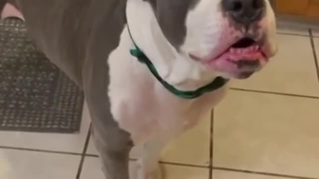 funny dogs 3 from natahan