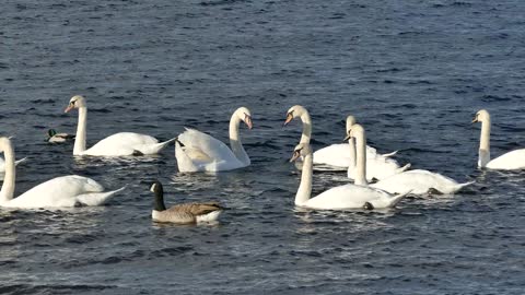 The world of birds at sea