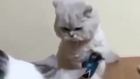BOXING CAT FUNNY VIDEOS HAHAHA