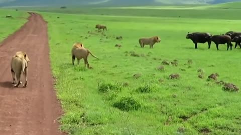Buffalos Chasing 4 giant Lions
