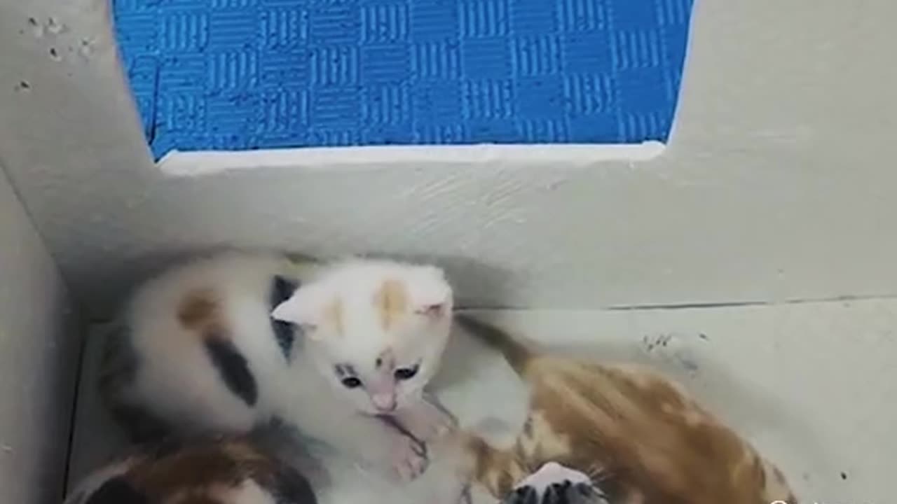 My Cute cat loving mother moment, angry friends moment, happy momentsππππ