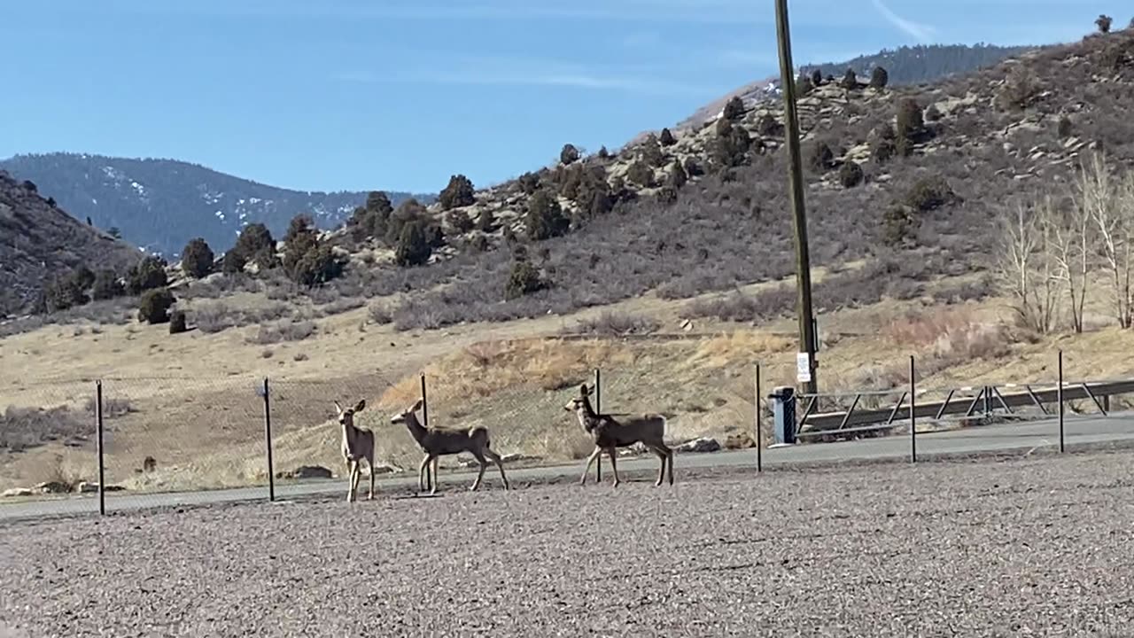 Oh Deer