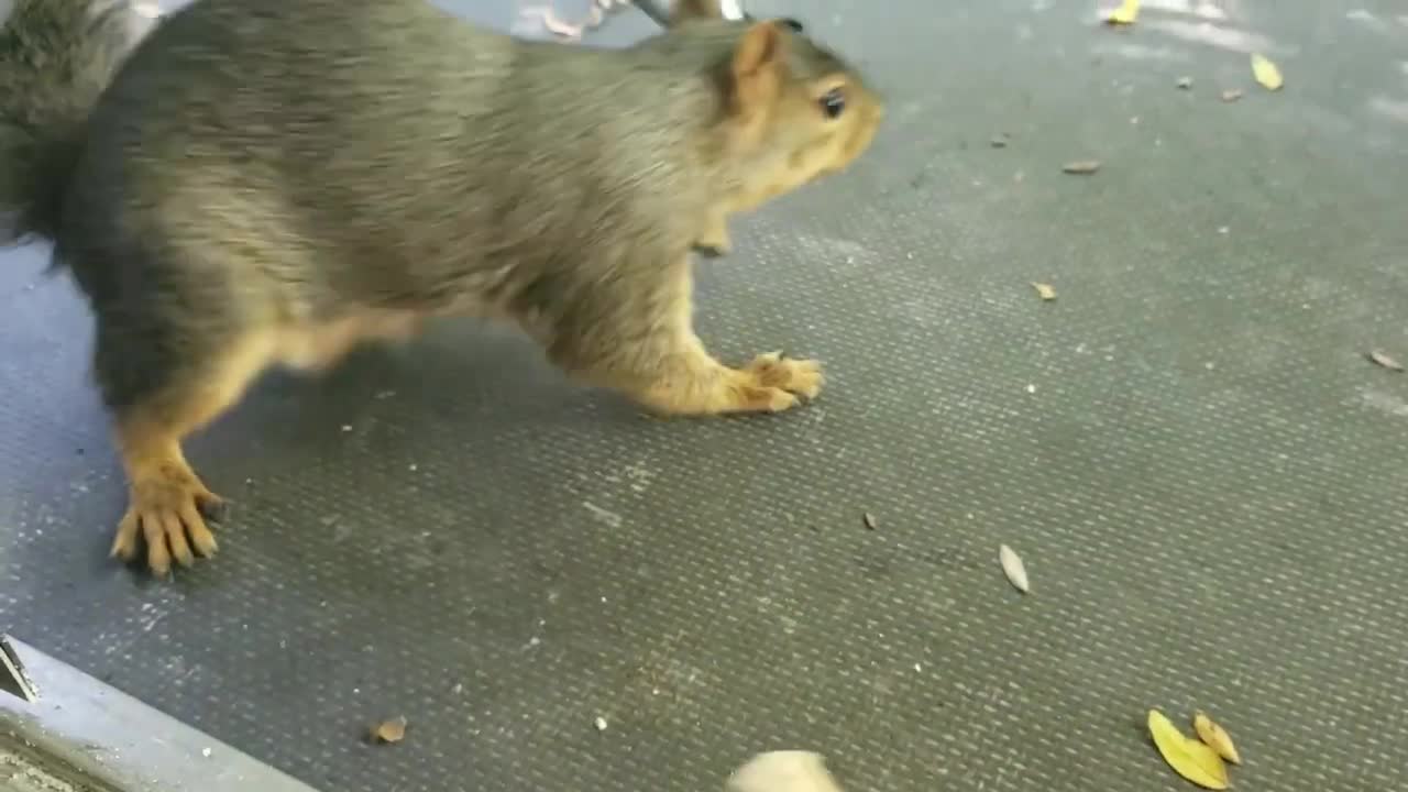 The squirrel hath returned _)