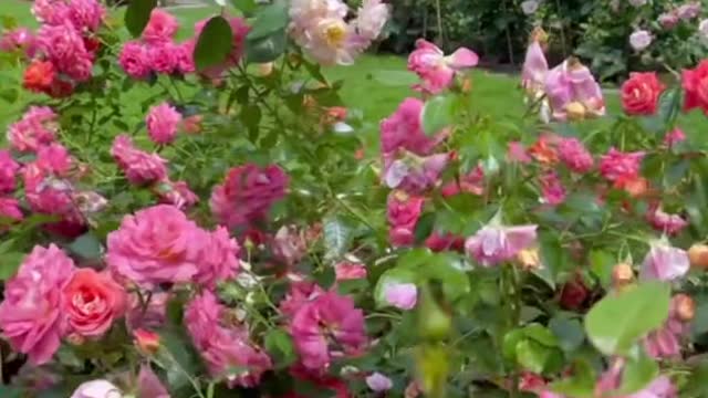 Do you like roses