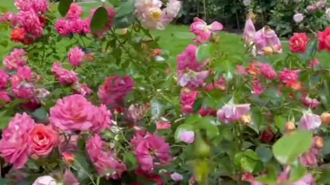 Do you like roses