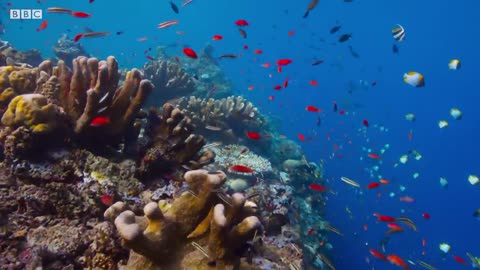 Cuttlefish Hypothesis