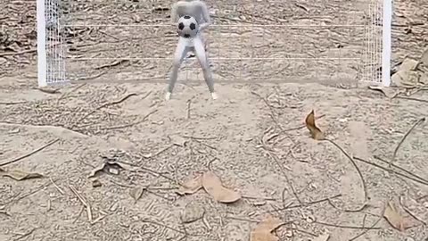Reels video