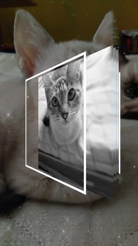 A gatinha mais fofa do mundo