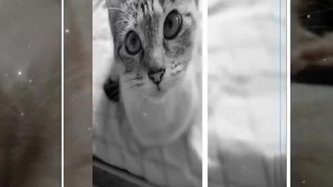 A gatinha mais fofa do mundo