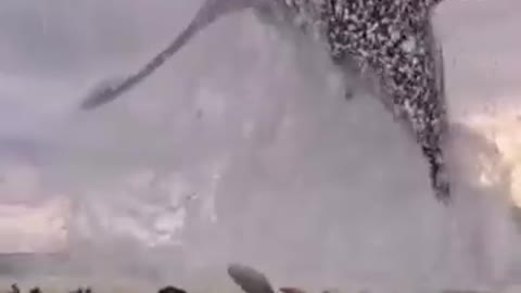 shark jump out of water
