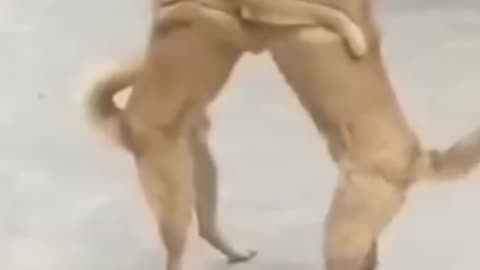 So funny cat dog🐈🐕🐈