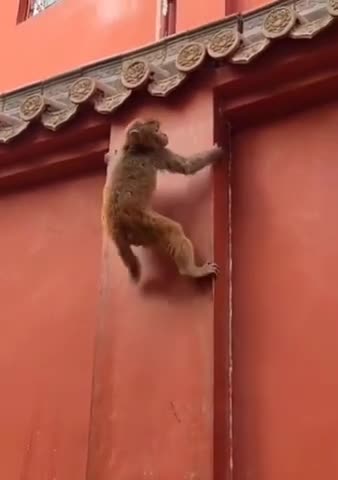 Ninja technque monkey climb wild animals