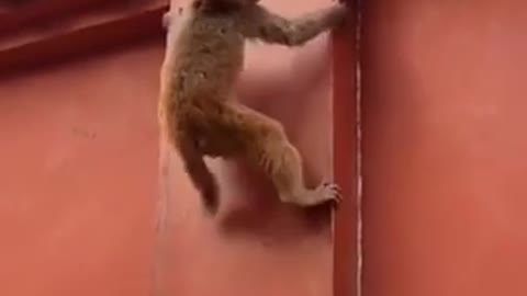 Ninja technque monkey climb wild animals