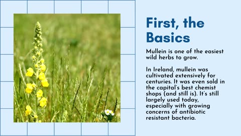 How To Use Mullein Ear Oil?