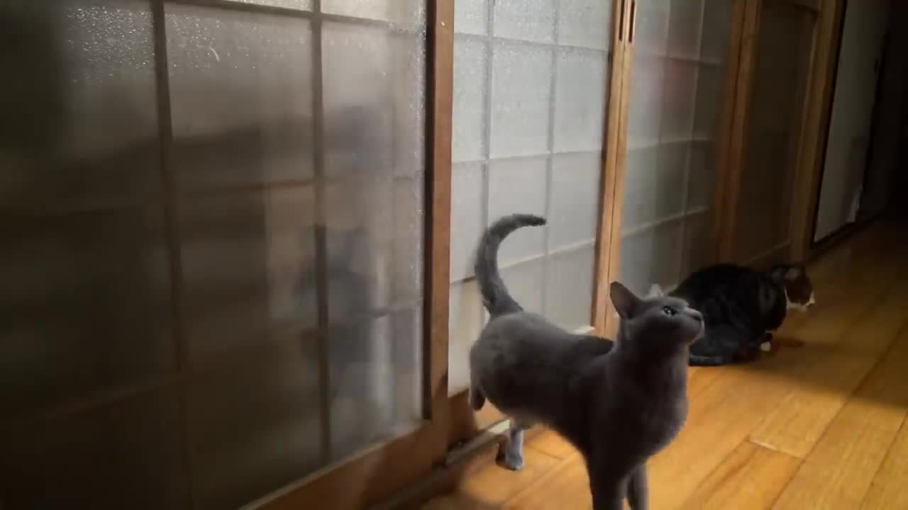 cute Cat knocks on door with her feet