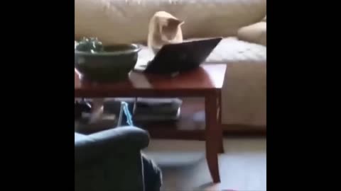 Angry Cat Distroying His Owner's Laptop l Must See!!