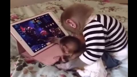 Funny monkey complition