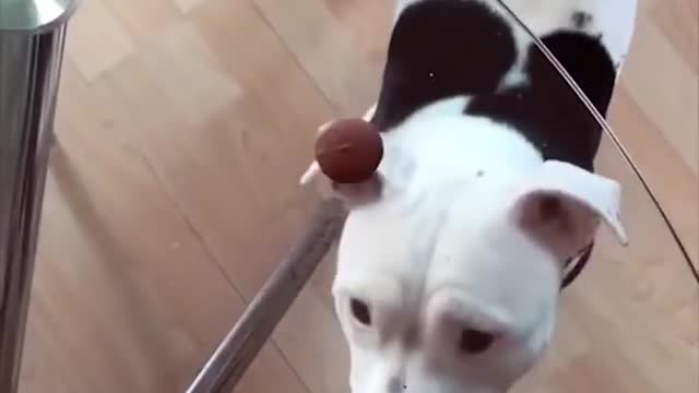 funny dog reaction