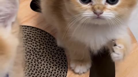 Cute cats