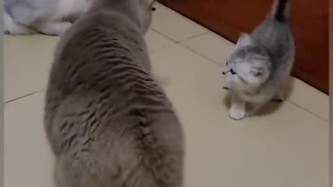 cats