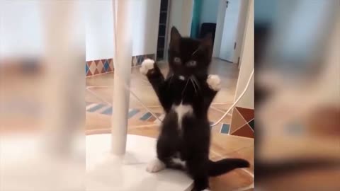 The World's Cutest Dancing Kitten Funny Video - Funny Animals