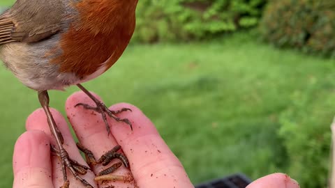 Hand Feeding a Robin in Our Back Garden