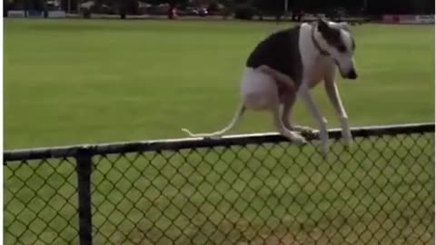 These happy looking Dogs doing high jump very perfectly