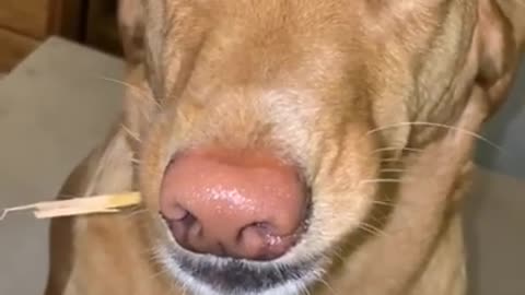 Dog brings a stick in the house and refuses to give it to owner!