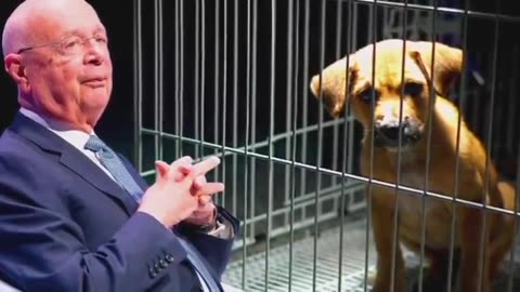 The World Economic Forum is now calling for millions of cats and dogs worldwide