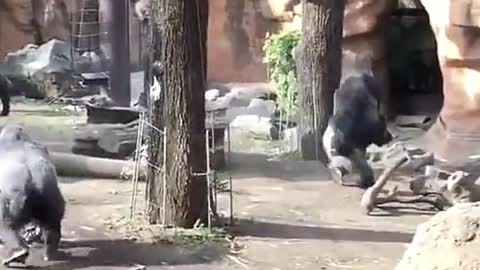 Gorilla Runs Away With Baby Gorilla