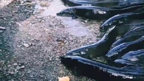 Usa Video